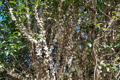 Jaboticaba