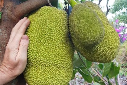 Jack Fruit