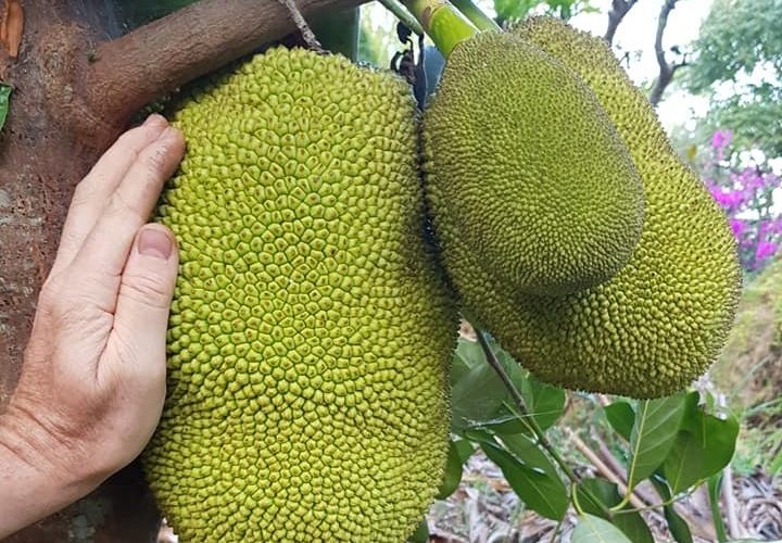 Jack Fruit