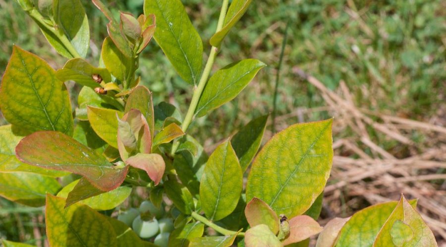 Impact of Mineral Deficiency Stress