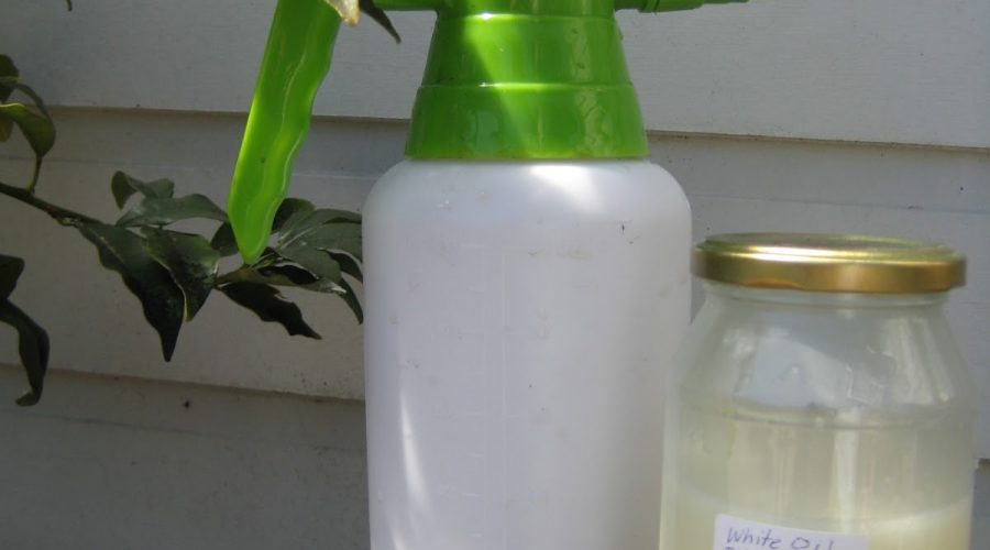 White-Oil-recepie